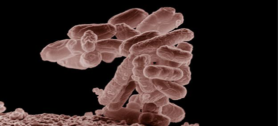 Superbacteria