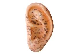 Acupuntura do Ouvido 13 cm