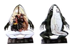 Anatomia do sapo (Resina)