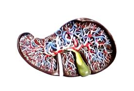 Fígado Luxo