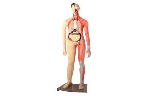 Figura Muscular Bissexual 1,60 m com Órgãos Internos