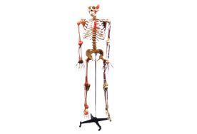 Esqueleto 168 cm articulado e muscular