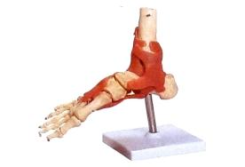 Articulação do Pé