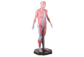 Figura Muscular Assexuada 170 cm com 34 partes