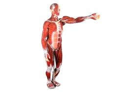 Modelo Muscular com Órgãos internos