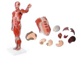 Modelo Muscular Masculino com Órgãos internos