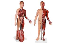 Modelo Muscular com Órgãos internos com 170 cm