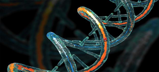 imagens-no-DNA
